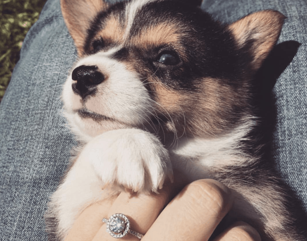 Engagement Ring and Puppy 
