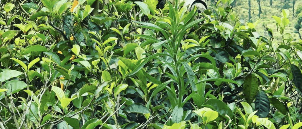green tea plants 